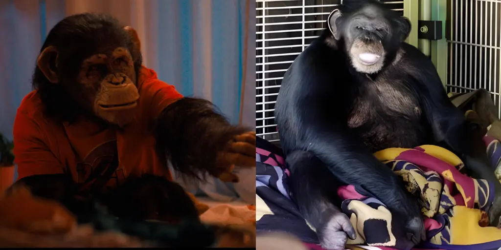 Is Primate based on a true story? Ben vs Travis